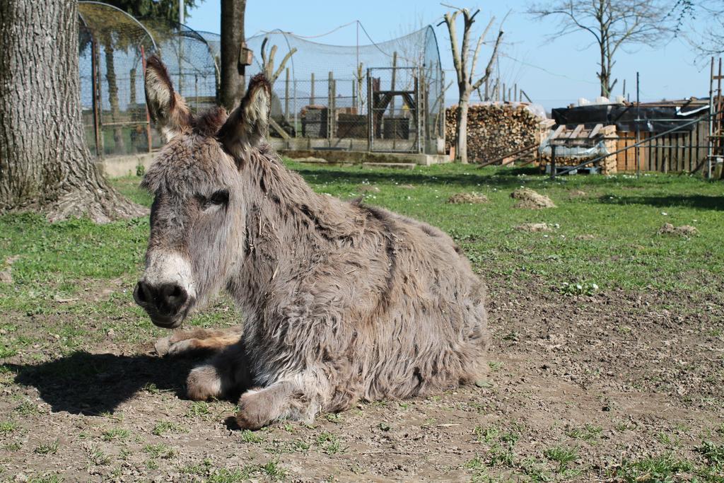 Agriturismo Le Clementine Badia Polesine Εξωτερικό φωτογραφία